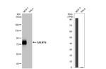 GALNT6 Antibody in Western Blot (WB)