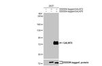 GALNT6 Antibody in Western Blot (WB)