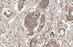 OASL Antibody in Immunohistochemistry (Paraffin) (IHC (P))