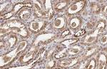 OASL Antibody in Immunohistochemistry (Paraffin) (IHC (P))