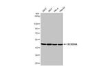 BCKDHA Antibody in Western Blot (WB)