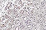 WNT9A Antibody in Immunohistochemistry (Paraffin) (IHC (P))