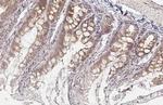 WNT9A Antibody in Immunohistochemistry (Paraffin) (IHC (P))