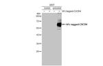 CXCR4 Antibody in Western Blot (WB)