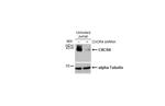 CXCR4 Antibody in Western Blot (WB)