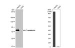 Transferrin Antibody in Western Blot (WB)