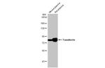 Transferrin Antibody in Western Blot (WB)