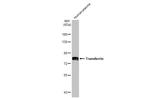 Transferrin Antibody in Western Blot (WB)