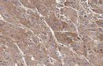 Transferrin Antibody in Immunohistochemistry (Paraffin) (IHC (P))