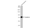 Transferrin Antibody in Western Blot (WB)