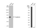 Transferrin Antibody in Western Blot (WB)