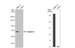 Calpain 5 Antibody in Western Blot (WB)