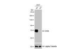 FUS Antibody in Western Blot (WB)