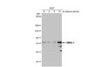 BMAL1 Antibody in Western Blot (WB)