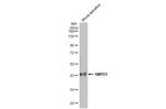 SMYD3 Antibody in Western Blot (WB)