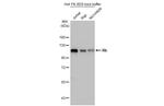 Rb Antibody in Western Blot (WB)