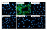 Chikungunya Virus NSP3 Antibody in Immunocytochemistry (ICC/IF)