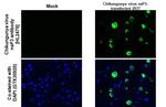 Chikungunya Virus NSP3 Antibody in Immunocytochemistry (ICC/IF)