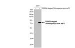 Chikungunya Virus NSP3 Antibody in Western Blot (WB)