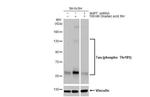 Phospho-Tau (Thr181) Antibody in Western Blot (WB)