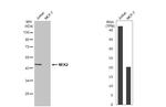 NEK2 Antibody in Western Blot (WB)