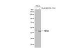 NEK2 Antibody in Western Blot (WB)