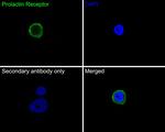 Prolactin Receptor Antibody in Immunocytochemistry (ICC/IF)