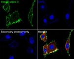 CD49c (Integrin alpha 3) Antibody in Immunocytochemistry (ICC/IF)