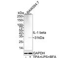 IL-1 beta Antibody in Western Blot (WB)