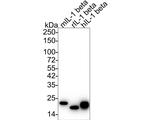 IL-1 beta Antibody in Western Blot (WB)