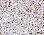 Caveolin 1 Antibody in Immunohistochemistry (Paraffin) (IHC (P))