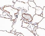 Caveolin 1 Antibody in Immunohistochemistry (Paraffin) (IHC (P))