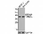 STRAP Antibody in Western Blot (WB)