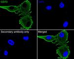 CD73 Antibody in Immunocytochemistry (ICC/IF)