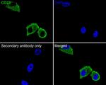 CD73 Antibody in Immunocytochemistry (ICC/IF)