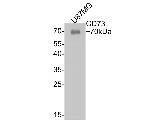 CD73 Antibody in Western Blot (WB)