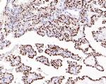 p21 Antibody in Immunohistochemistry (Paraffin) (IHC (P))