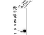 IL-1 beta Antibody in Western Blot (WB)