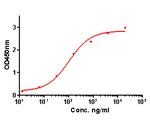 IL-1 beta Antibody in ELISA (ELISA)