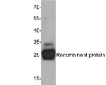 IL-6 Antibody in Western Blot (WB)