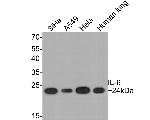 IL-6 Antibody in Western Blot (WB)