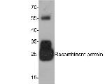 IL-6 Antibody in Western Blot (WB)