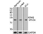 K-Ras Antibody in Western Blot (WB)