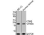 K-Ras Antibody in Western Blot (WB)