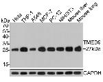 TMED9 Antibody in Western Blot (WB)