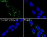 TMED9 Antibody in Immunocytochemistry (ICC/IF)