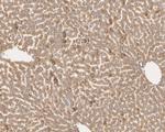 TMED9 Antibody in Immunohistochemistry (Paraffin) (IHC (P))