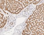 TMED9 Antibody in Immunohistochemistry (Paraffin) (IHC (P))