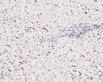 CD204 Antibody in Immunohistochemistry (Paraffin) (IHC (P))