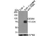 CD204 Antibody in Western Blot (WB)